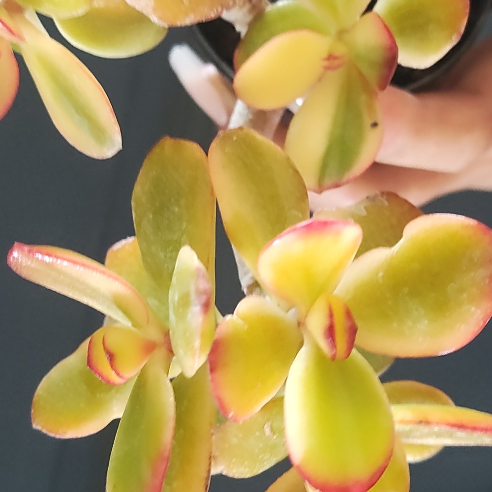 Mini Jade succulents - Picture 4 of 6